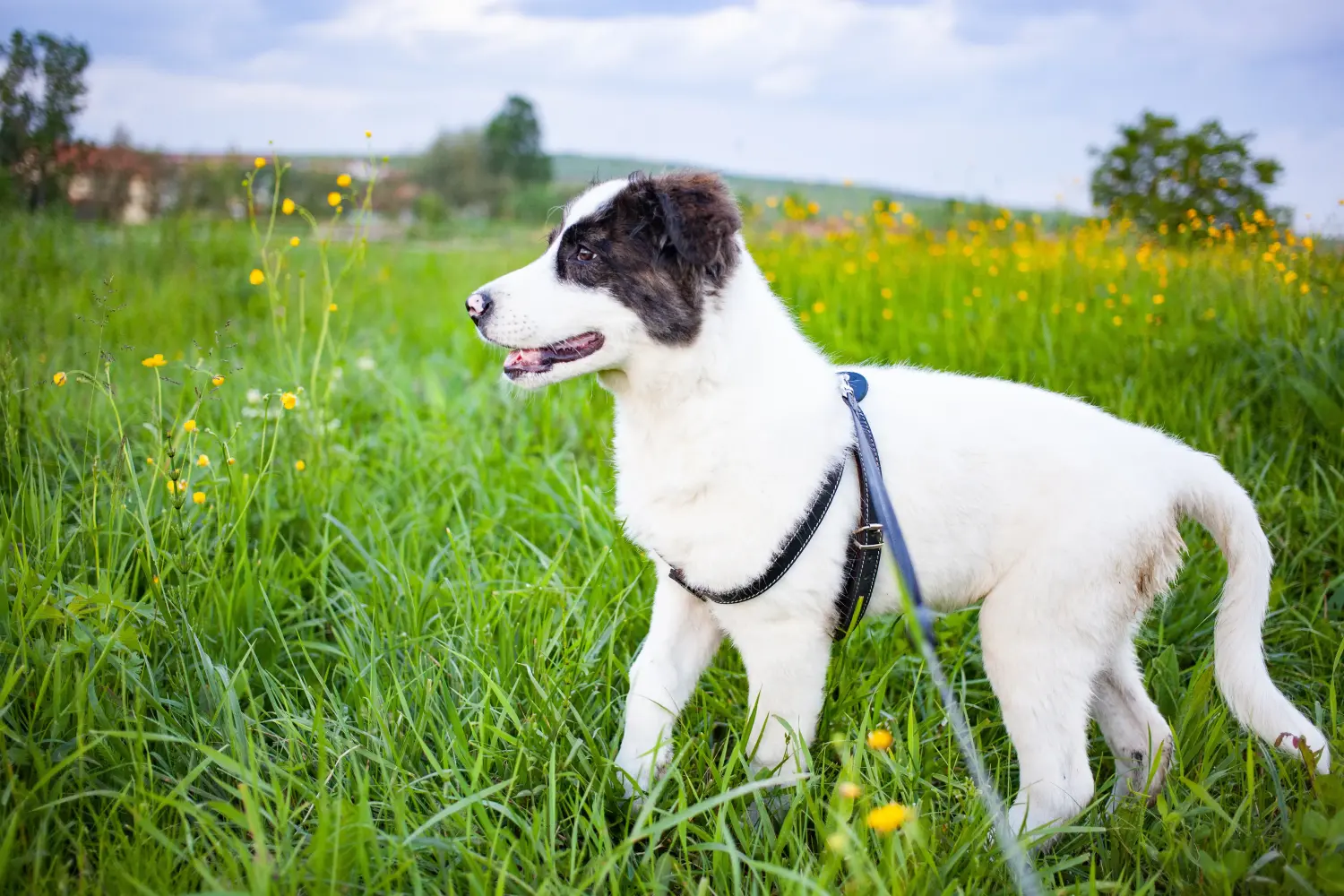 Een Ciobănesc Românesc de Bucovina puppy kopen betekent verantwoordelijkheid nemen! Kopen Ciobănesc Românesc de Bucovina puppy's.