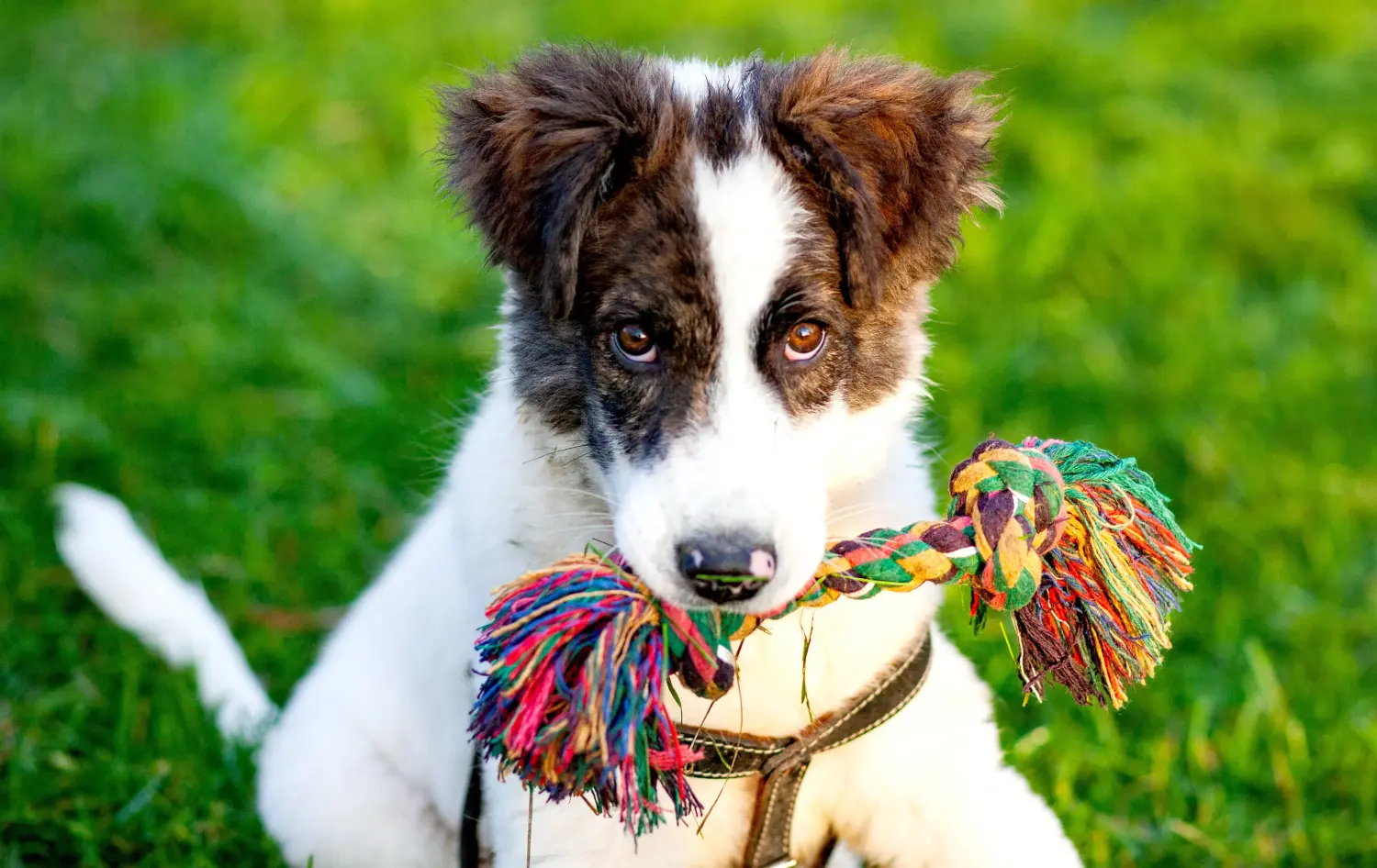 Een Ciobănesc Românesc de Bucovina puppy kopen betekent verantwoordelijkheid nemen! Kopen Ciobănesc Românesc de Bucovina puppy's.