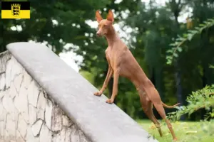 Lees meer over het artikel Cirneco dell’ Etna fokkers en pups in Baden-Württemberg