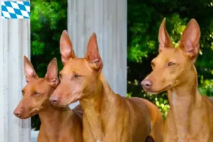 Lees meer over het artikel Cirneco dell’ Etna fokkers en puppies in Beieren