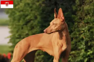 Lees meer over het artikel Cirneco dell’ Etna fokkers en pups in Brandenburg