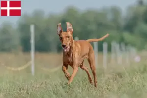 Lees meer over het artikel Cirneco dell’ Etna fokkers en pups in Denemarken