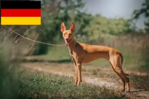 Lees meer over het artikel Cirneco dell’ Etna fokkers en pups in Duitsland