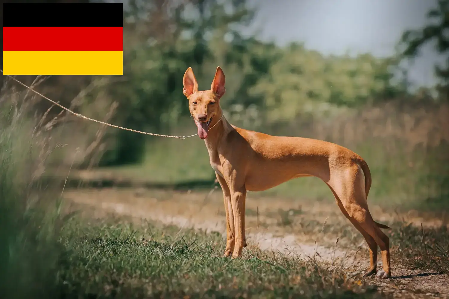 Lees meer over het artikel Cirneco dell’ Etna fokkers en pups in Duitsland