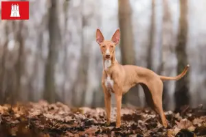 Lees meer over het artikel Cirneco dell’ Etna fokkers en pups in Hamburg
