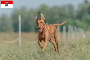 Lees meer over het artikel Cirneco dell’ Etna fokkers en pups in Hessen