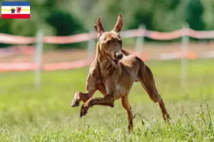 Lees meer over het artikel Cirneco dell’ Etna fokkers en pups in Mecklenburg-Vorpommern
