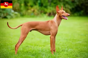 Lees meer over het artikel Cirneco dell’ Etna fokkers en pups in Nedersaksen