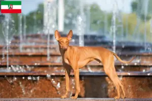 Lees meer over het artikel Cirneco dell’ Etna fokkers en pups in Noordrijn-Westfalen