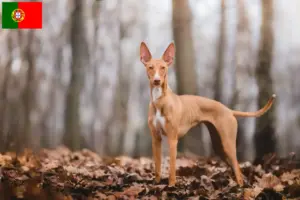 Lees meer over het artikel Cirneco dell’ Etna fokkers en pups in Portugal