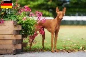 Lees meer over het artikel Cirneco dell’ Etna fokkers en pups in Rijnland-Palts