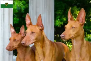 Lees meer over het artikel Cirneco dell’ Etna fokkers en pups in Saksen