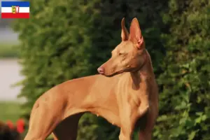 Lees meer over het artikel Cirneco dell’ Etna fokkers en pups in Sleeswijk-Holstein