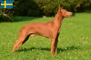 Lees meer over het artikel Cirneco dell’ Etna fokkers en pups in Zweden