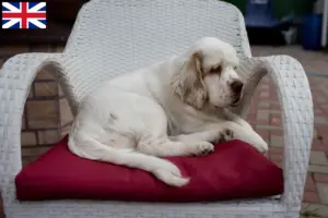 Lees meer over het artikel Clumber Spaniel fokkers en pups in Groot-Brittannië