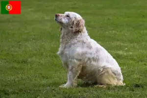Lees meer over het artikel Clumber Spaniel fokkers en pups in Portugal