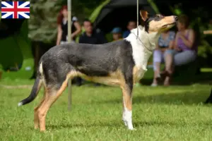 Lees meer over het artikel Colliefokkers en puppy’s in Groot-Brittannië