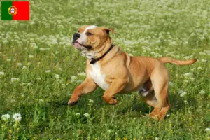 Lees meer over het artikel Continentale Bulldog fokkers en puppies in Portugal