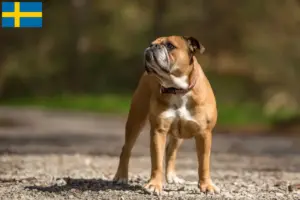 Lees meer over het artikel Continentale Bulldog fokkers en puppies in Zweden