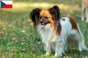 Lees meer over het artikel Continentale Dwergspaniël Fokker en Puppies in Tsjechië
