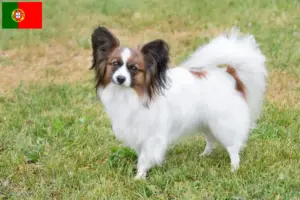Lees meer over het artikel Continentale Dwergspaniël Fokker en Puppies in Portugal