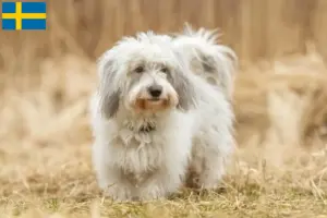 Lees meer over het artikel Coton de Tuléar fokkers en pups in Zweden