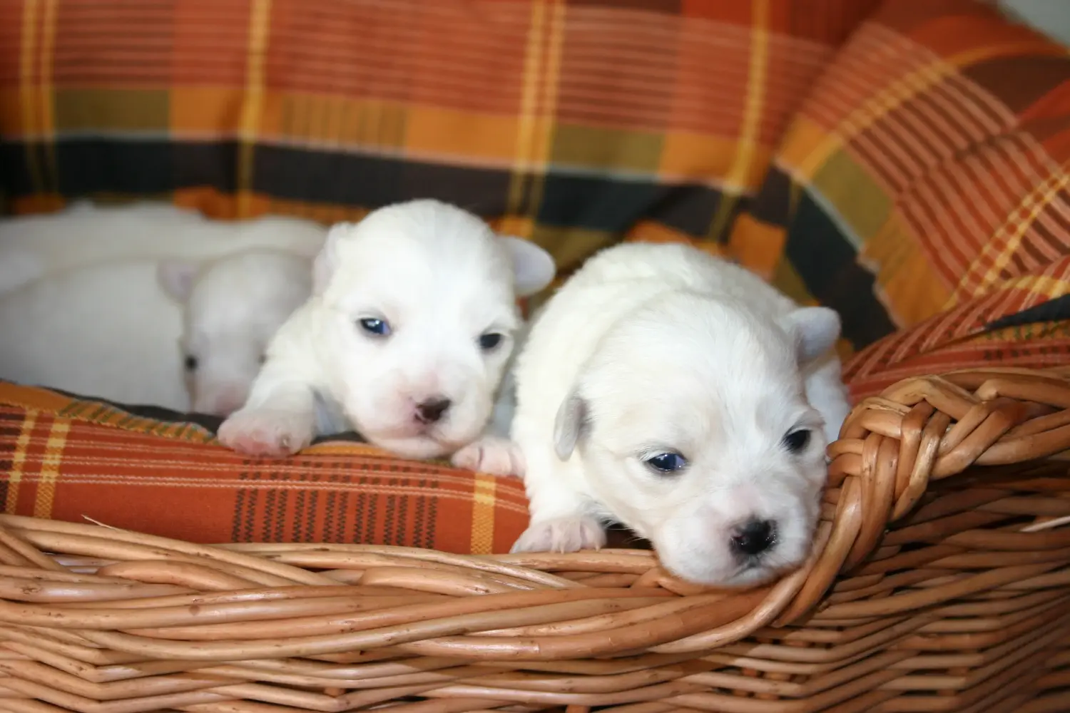 Een Coton de Tuléar puppy kopen betekent verantwoordelijkheid nemen! Coton de Tuléar puppy's kopen.