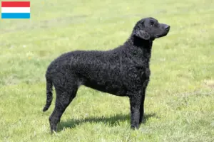Lees meer over het artikel Curly Coated Retriever fokkers en pups in Luxemburg