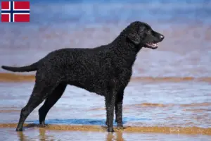 Lees meer over het artikel Curly Coated Retriever fokkers en pups in Noorwegen