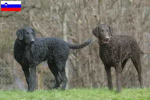 Lees meer over het artikel Curly Coated Retriever fokkers en pups in Slovenië
