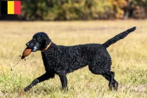 Lees meer over het artikel Curly Coated Retriever fokkers en pups in België