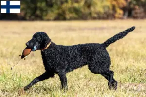 Lees meer over het artikel Curly Coated Retriever fokkers en pups in Finland