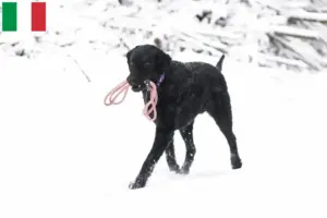 Lees meer over het artikel Curly Coated Retriever fokkers en puppies in Italië