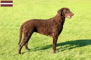 Lees meer over het artikel Curly Coated Retriever fokkers en pups in Letland