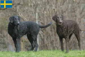 Lees meer over het artikel Curly Coated Retriever fokkers en pups in Zweden