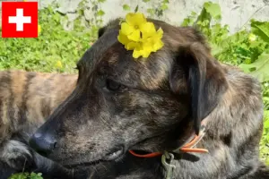 Lees meer over het artikel Cursinu fokkers en pups in Zwitserland