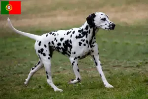 Lees meer over het artikel Dalmatiër fokkers en puppy’s in Portugal