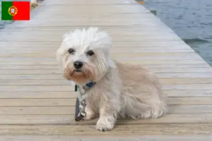 Lees meer over het artikel Dandie Dinmont Terrier fokkers en pups in Portugal