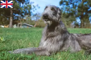 Lees meer over het artikel Deerhound fokkers en puppies in Groot-Brittannië