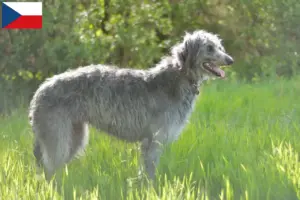 Lees meer over het artikel Deerhound fokkers en puppies in Tsjechië