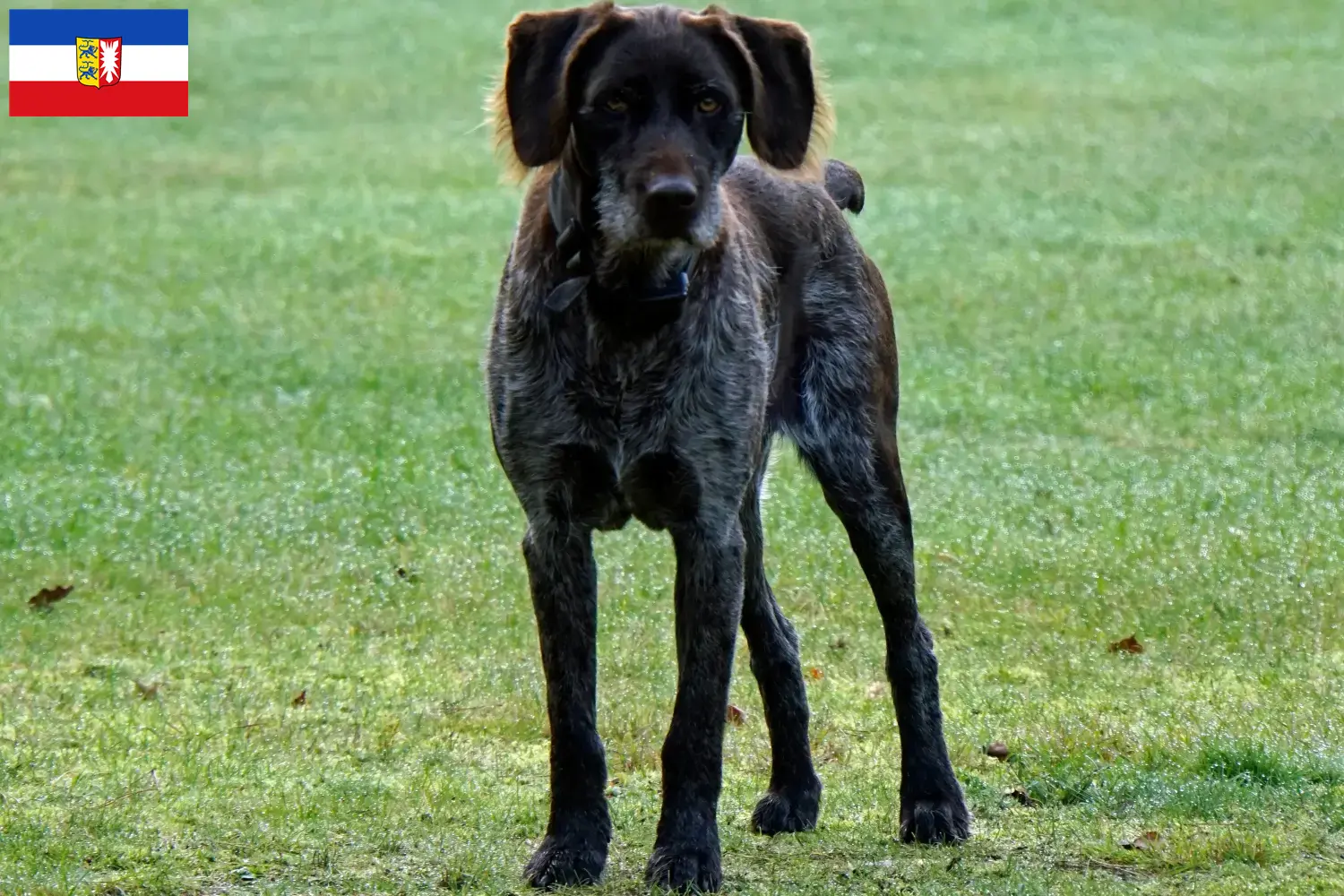 Lees meer over het artikel Duitse Stichelhaar fokkers en pups in Sleeswijk-Holstein