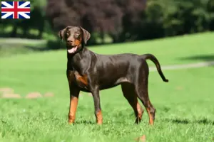 Lees meer over het artikel Dobermann fokkers en puppies in Groot-Brittannië