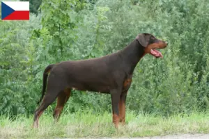 Lees meer over het artikel Dobermann fokkers en puppies in Tsjechië