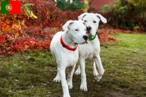 Lees meer over het artikel Dogo Argentino fokkers en pups in Portugal