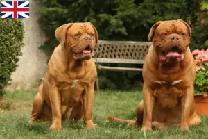 Lees meer over het artikel Dogue de Bordeaux fokkers en pups in Groot-Brittannië