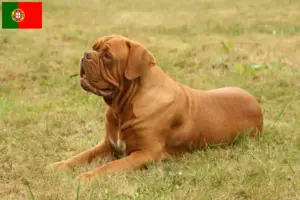Lees meer over het artikel Dogue de Bordeaux fokkers en pups in Portugal