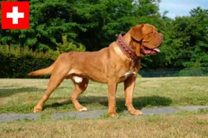 Lees meer over het artikel Dogue de Bordeaux fokkers en pups in Zwitserland