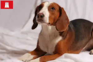 Lees meer over het artikel Duitse Bracke fokkers en pups in Hamburg