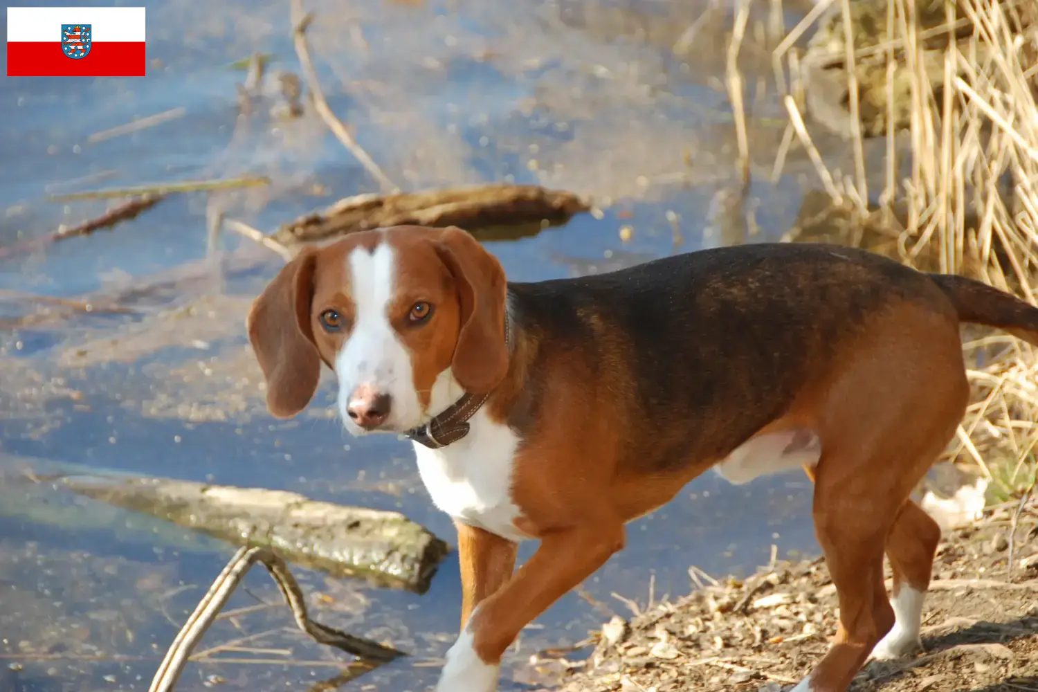 Duitse Bracke puppy's en fokkers Thüringen Hier vind je Duitse varenskwekers in Thüringen.