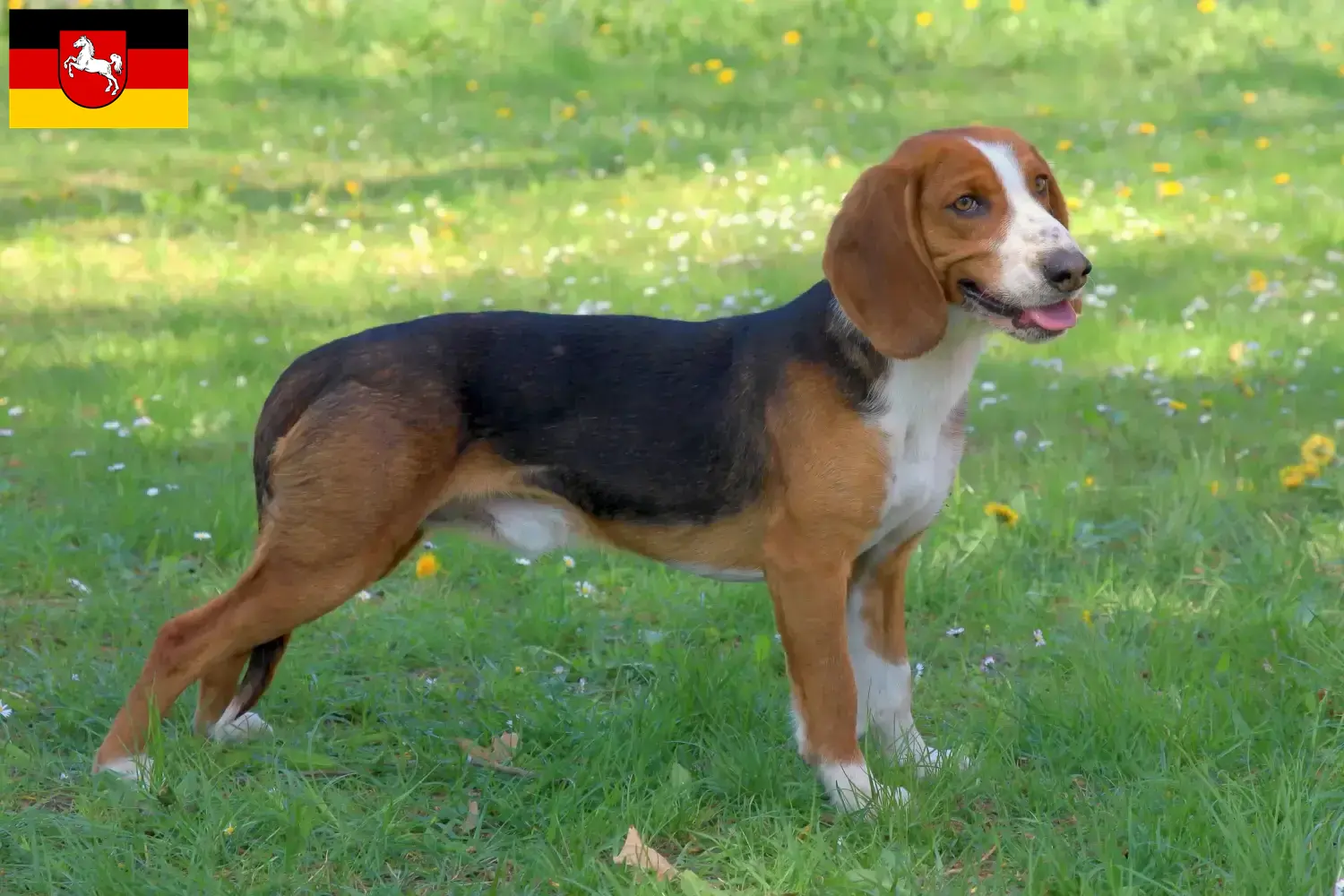 Duitse Bracke puppies en fokkers Nedersaksen Hier vind je Duitse varenskwekers in Nedersaksen.